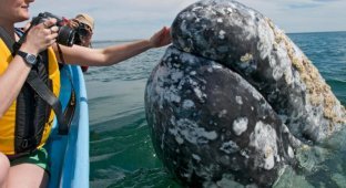 Невероятное зрелище: туристы гладят китов (17 фото)