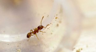 15 удивительных фактов о муравьях (15 фото)