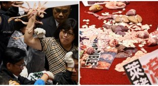 Тайваньские депутаты закидали премьер-министра свиными кишками (4 фото + 1 видео)