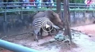 Пристающая зебра