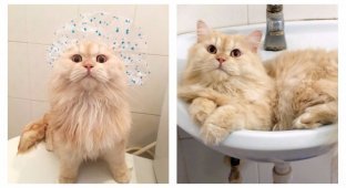 Кот, который обожает принимать душ (12 фото + 1 видео)