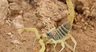Самый ядовитый из скорпионов (15 фото + 3 видео)