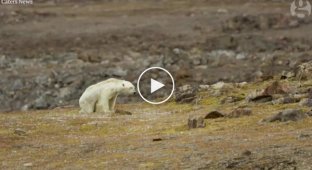Последние моменты жизни белого медведя, обессилевшего от голода