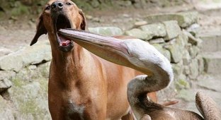  Пеликан попытался съесть собаку (2 фото)