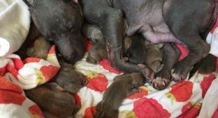 Спасение беременных собак, которые жили в подвале (5 фото)