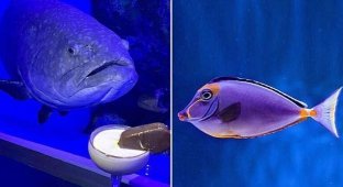 В поисках эмо: рыбы в австралийском аквариуме впали в депрессию (4 фото)