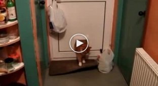 Толстый кот и дверь