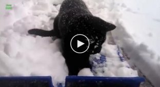 Кот играется со снегом