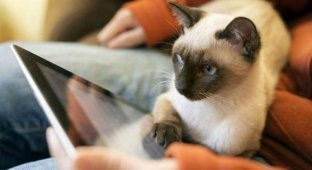 Интересные факты о сиамских кошках (14 фото)