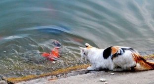 Фотоистория как кот словил золотую рыбку (10 фото)