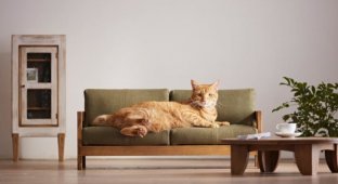 В Японии представили коллекцию миниатюрной мебели для кошек (4 фото + 1 видео)