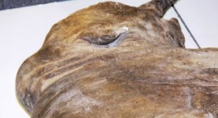На Ямале был найден замороженный мамонтенок