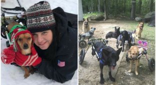 Женщина приютила шесть собак с особенными потребностями, подарив им лучшую жизнь (15 фото + 1 видео)