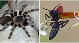 Жестокая схватка самой большой в мире осы и тарантула (1 фото + 3 видео)