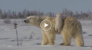 Медведица гуляет со своими детьми