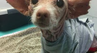 Необычная лысая собака с большими ушами загадала загадку своим спасителям (7 фото)