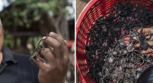 Камбоджа: стоит ли есть тарантула и как это делать правильно? (10 фото)