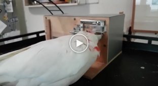 Попугай научился открывать замки на коробки, для того чтобы себя прокормить