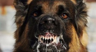 Спецназ советует: как действовать при нападении собаки (5 фото)