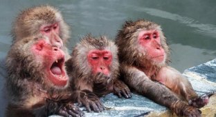 Сезон купания японских макак в горячих источниках открыт, и это невероятно забавно (8 фото)