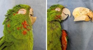 Спасенному попугаю подарили новый клюв (21 фото)