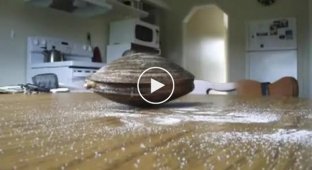 Странная реакция молюска на обычную соль
