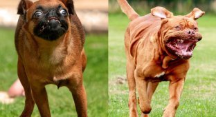 Фотограф снял бегущих собак, и это очень смешно (16 фото)