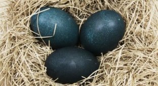 Фермер нашел странные яйца – вот, что вылупилось (4 фото)