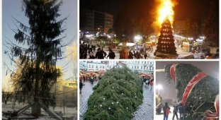 Приключения главной новогодней елки (22 фото + 3 видео)