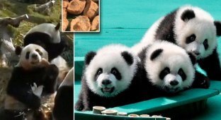 Панды-тройняшки встретили китайский новый год (10 фото + 1 видео)