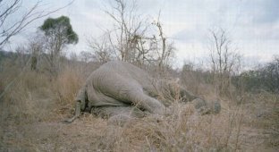 В Зимбабве нашли мертвого слона (9 фото + комментарии)