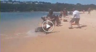 Игривый тюлень повалил мужчину на песок