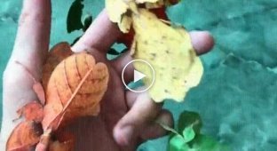 Филиппинская листовидка