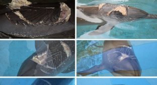 Факты о дельфинах (16 фото)
