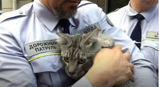 Сотрудники дорожного патруля спасли четырехмесячного котенка (4 фото)