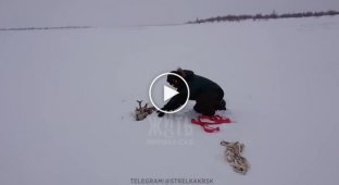 Спасение северного оленя, угодившего в снежную ловушку