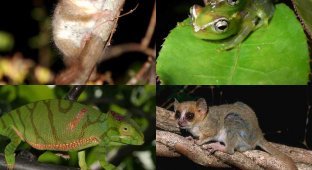 Удивительные создания Мадагаскара (13 фото)