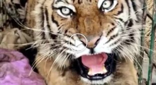 Киевский зоопарк принял тигрицу из харьковского Фельдмана Экопарка, пострадавшую в результате обстрелов