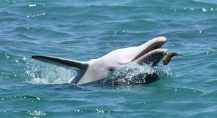 Как рыба фугу помогает «прибалдеть» австралийским дельфинам (8 фото + 1 гиф)