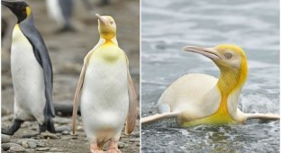 Не такой как все: в Атлантике засняли желтого пингвина (5 фото)
