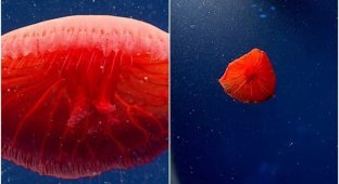 Ученые нашли в океане необычную красную медузу (4 фото)
