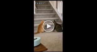 Забавная стычка двух драчливых котов