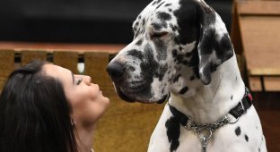 Crufts Dog Show 2018: крупнейшая в Европе выставка собак (18 фото)