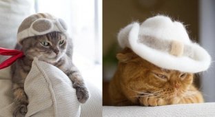 Японский фотограф нашел самое правильное применение кошачьей шерсти! (33 фото)