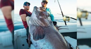 Рыбаки поймали рыбу весом 133 килограмма (3 фото)