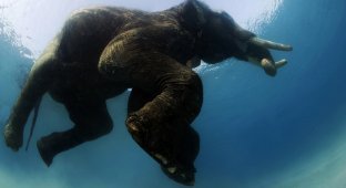 Последний плавающий слон (10 фото)