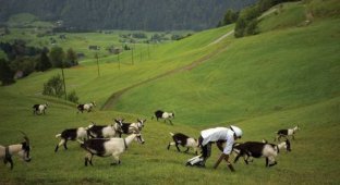 Британский дизайнер провел 3 дня со стадом горных коз (7 фото)