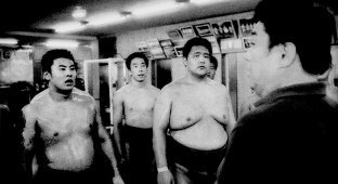 Чемпионы сумо (11 фото)