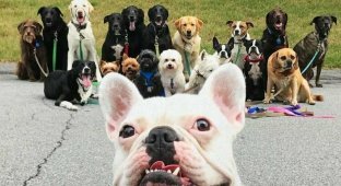 Нью-Йоркская организация по выгулу собак делает крутейшие собачьи селфи (13 фото)