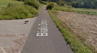 В Польше машина Google maps сбила кролика (3 фото + видео)